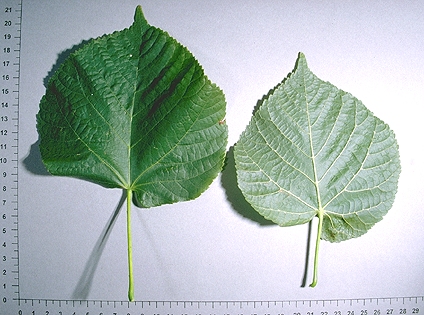 Tilleul à grandes feuilles, Tilleul de Hollande - Tilia